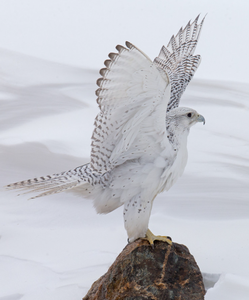 Aves de Cría Gyrfalcon para Pedidos al por Mayor y Mercados Internacionales - Product Image 1