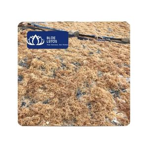 [MEILLEURE VENTE] Produit de mousse de mer fraîche Blue Lotus pour la transformation alimentaire, les recettes culinaires, la fabrication de gelée, et comme ingrédient pour boissons, du Vietnam, en sac - Product Image 1