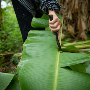 Top Quality Fresh Banana Leaf Made in Vietnam - <b>Cheap</b> Price Natural 100% Banana Leaf Export - Ms. Alina - Product Image 6