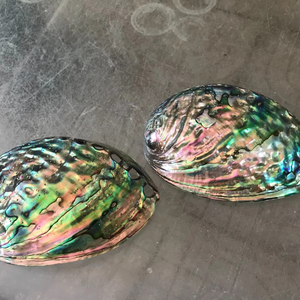 Vietnam Manufacturer Abalone Shell Natural Raw Shell for Craft Decoration Bulk Supplier Export Quality - Product Image 1