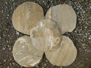 Escalones de Piedra Arenisca del Desierto de Alta Calidad con Superficie Cincelada, Diseño Moderno, Duraderos y Elegantes para Patios, Jardines, Caminos y Entradas - Product Image 2