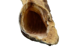 เขาแกะแท้ ขัดเงาอย่างดี สำหรับตกแต่งและงานฝีมือ คุณภาพสูง - Product Image 2