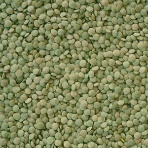 Lentejas Verdes Orgánicas Premium a Granel, Lentejas Verdes Enteras para Distribución Internacional al por Mayor, Altas en Proteínas y Nutritivas - Product Image 2