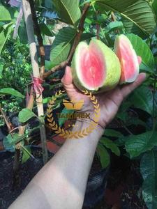 Producto de frutas secas suaves vietnamitas calientes guayaba seca de alta calidad hecha de fruta de guayaba fresca para exportación a buen precio - Product Image 3