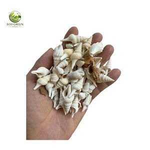 Wholesale Eco Green Vietnam Sliced Natural Sea Shells Polished Cut Seashell CHARM <b>Supplies</b> for Resin <b>Art</b> and Handcrafts - Product Image 2