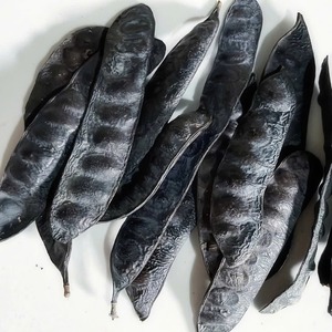 เมล็ดตั๊กแตนดำตากแห้งจากฟาร์มเวียดนาม - Product Image 1