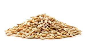 Grano de Cebada de Alta Energía para Alimentación de Ganado, Nutrición Animal, Cebada Integral Estándar, Suministro a Granel, Fabricante y Exportador de la India - Product Image 6