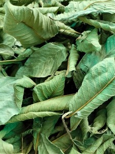 Feuilles de goyavier séchées très demandées pour la perte de poids, le soin de l'acné et le soulagement de la toux, sac PP de 40 kg, 50 sacs/20 pieds conteneurs, Viet Delta, 24 mois - Product Image 4