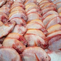 Tilapia Rouge Entière Congelée IQF de Qualité Supérieure, Tranchée, Paquet de 20 kg, Nettoyée, Vente en Gros pour Acheteurs Recherchant une Qualité Constante et Rapide