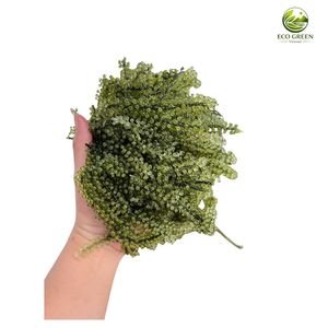 Uvas de Mar Deshidratadas de Alta Calidad a Precio de Mayoreo, Algas Marinas Saladas Premium, Caviar Verde de Vietnam, Paquete a Granel de 100g - Product Image 4