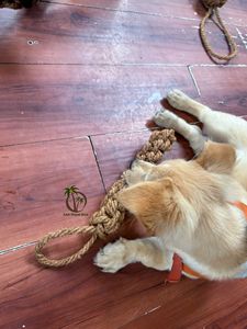 ของเล่นเคี้ยวสำหรับสัตว์เลี้ยงทำจากใยมะพร้าว ปลอดสารพิษ ปลอดภัย จากผู้ผลิตโดยตรง / ของเล่นใยมะพร้าวธรรมชาติคุณภาพสูง ปลอดภัยต่อสัตว์เลี้ยง - Product Image 2