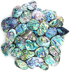 เปลือกหอยเป๋าฮื้อสีเขียวธรรมชาติสำหรับทำเครื่องประดับ - Product Image 1