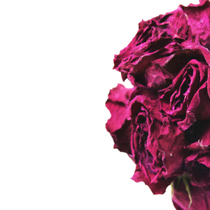 2025 Wholesale Cool Place Storage High Quality Customized Packing Content Dry Rose <b>Petals</b> Type Materials Dry Rose <b>Petals</b> OEM - Product Image 6