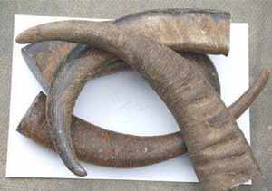 Corne à boire viking de qualité supérieure, écologique, faite à la main, cadeau, verre à whisky, verre à bière, pour le vin, sans fuite, sans danger pour les aliments - Product Image 3