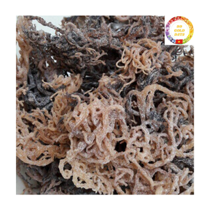 Musgo Marino Seco |   Alga Eucheuma Cottonii |   Natural y Orgánico |   Fabricante Mayorista a Granel - Product Image 5