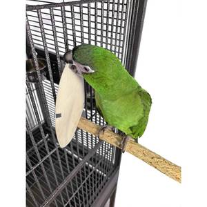 Hueso de sepia seco de alta calidad para pájaros Origen de Vietnam 10kg Paquete de blíster recortado blanqueado de Grado Superior/Lucinda - Product Image 6