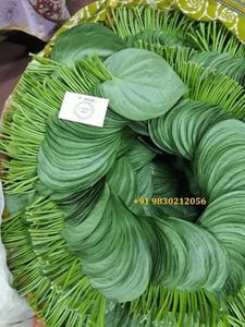 Hoja de betel verde natural de alta calidad para productos especiales de paan del fabricante indio Paan Leaf - Product Image 2