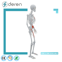 Modelo de Esqueleto Europeo de Tamaño Completo con Puntos de Inserción Muscular, 170 cm, PVC, Silicona Suave Ecológica, Color Natural, Uso Médico