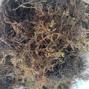 Alga Gracilaria Seca Premium de Vietnam - Materia Prima de Alta Calidad para la Producción de Agar - Product Image 3