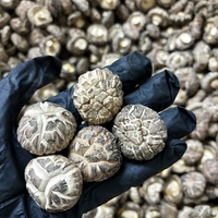 Boisson santé à base d'extrait de champignon Shiitake en poudre, 20% de bêta-glucane