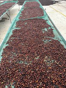 Café en grains entiers Robusta BITTER torréfaction intense Dalakon Bazan, spécialité vietnamienne exportée, en sachet refermable de 0,25 kg - Product Image 6