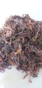 Mousse de mer naturelle du Vietnam pour l'alimentation, les boissons et les soins de la peau, vente en gros, exportation mondiale - Product Image 4