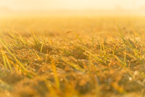 ราคาอาหารกึ่งสำเร็จรูปรสชาติและเนื้อสัมผัสที่สมบูรณ์แบบไม่เหมือนใครผู้จำหน่ายข้าวจำนวนมาก - Product Image 4