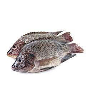 Tilapia de haute qualité, tilapia noir et rouge congelés, filet de tilapia rouge congelé - Product Image 1