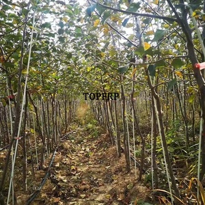 Durable Solid Fiberglass <b>Rod</b> Pole Fiberglass Stakes Stick Tree Stakes Fiberglass Plant Stakes - Product Image 6