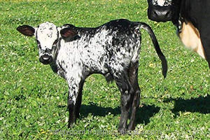 Instrumento veterinario castración piler 9 pulgadas - Product Image 4