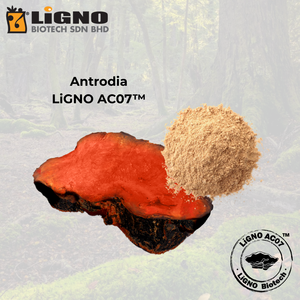 Malaysia Top Seller Antrodia Camphorata LiGNO AC07 Cold Dried Extract Powder Premium Health Food Grade Nutraceutical <b>Supplement</b> - Product Image 1
