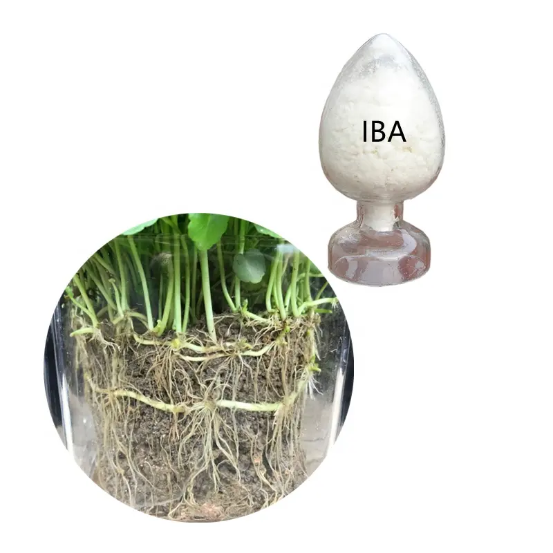 Indole-3-butyric acid IBA 98% TC Plant Growth Regulator Rooting Powder Hormone