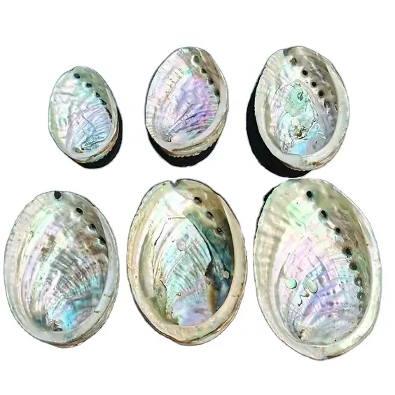 Vietnam exports high-quality haliotis abalone shells that have been technologically cleaned and dried