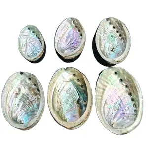 Vietnam exports high-quality haliotis abalone shells that have been technologically cleaned and dried