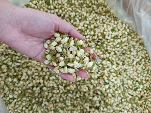 Vietnam Premium Jasmine Bud <b>Tea</b> Selected Dried Flower <b>Tea</b> Whole Bud For Cup <b>Infusion</b> Dried Flower Buds Wholesale - Product Image 3