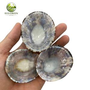Conchas de Limpet Verdes Naturales con Patrones de Montañas Marinas para Manualidades de Playa, Decoración del Hogar, Limpets Acuáticos Pequeños a Grandes al por Mayor - Product Image 1