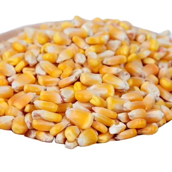Yellow Corn for Animal feed Available for sale in India