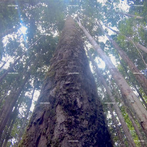 Gurjun Dark - Huile aromatique liquide de Gurjunène (GB-003) Van Aroma - Product Image 2