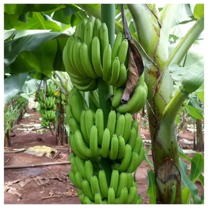 Bananes Cavendish vertes de qualité supérieure, produits frais bruts pour la production de chips, la cuisine et l'utilisation alimentaire industrielle - Product Image 3