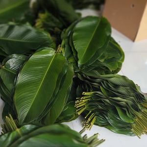 ใบดงสดทั้งใบ ห่ออาหารแบบเป็นมิตรต่อสิ่งแวดล้อม สำหรับห่อขนมจุงเค้ก ผลิตภัณฑ์ทางการเกษตรเวียดนามสำหรับเทศกาลตรุษจีน - Product Image 1