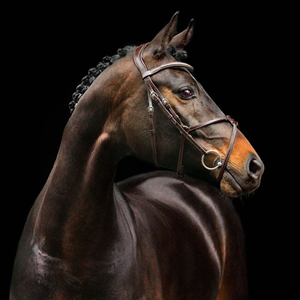 Professional English Leather Horse Bridle Select Anatomical with Stainless Steel Hardware Soft Padded Noseband Top Selling - Product Image 6