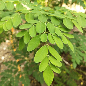 Feuilles de Moringa 100% qualité supérieure, séchées au four, testées en laboratoire, certifiées GMP - Product Image 1