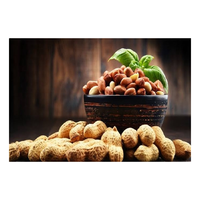 Kacang Tanah India Ukuran Besar 40/50 Kualitas Ekspor Maks 7-9% Kadar Air Ukuran Dapat Disesuaikan (5kg-50kg) Kantong PP/Jute Internasional