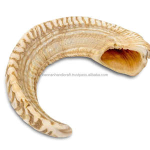 Shofar en corne de buffle naturelle, corne à boire polie de style animal, décoration d'intérieur, technique artisanale brute - Product Image 5