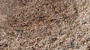 MDS Coco Chips Lavados 650g Bloque, Sustrato de Fibra de Coco Biodegradable y Ecológico para Jardinería, Orquídeas y Paisajismo - Product Image 3