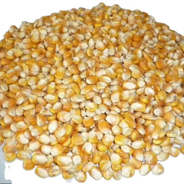Großhandel 100 % getrockneter gelber Mais / gelber Mais für Tiernahrung aus Indien