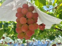 Fijne kwaliteit, geweldige kwaliteit, verse, uitgebreide variëteit, groene, zwarte, rode Japanse druiven, fruit.