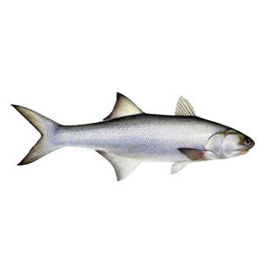 Salmón Salvaje Congelado de Alta Calidad, Filetes de Salmón Congelado, Salmón Congelado de Alta Calidad en Venta - Product Image 3