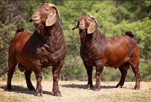 Proveedor Mayorista de Cabras Rojas Kalahari para Criadores de Cabras y Empresas Agrícolas NMF (PVT) LTD Sudáfrica - Product Image 1