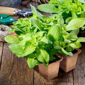 Hot Sale Metal Wall-Mounted Round Shaped Coconut fiber pot for Hanging flower <b>baskets</b> for Garden and Indoor use - Product Image 3